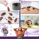 Lavender Extract Roach Beads